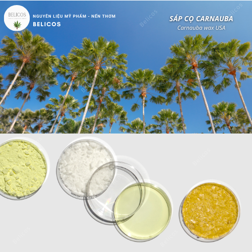 Cây cọ Carnauba