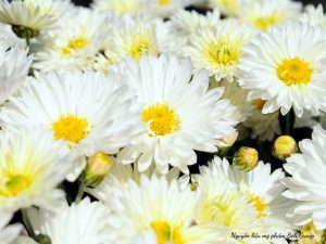Hoa cúc White - Bạch cúc