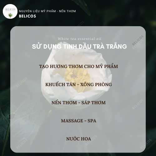 Ứng dụng tinh dầu trà trắng