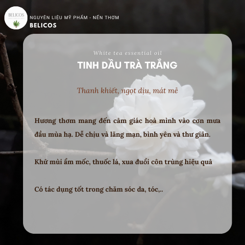 Công dụng tinh dầu hoa trà trắng