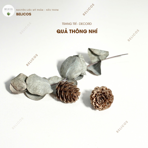 Quả thông nhí